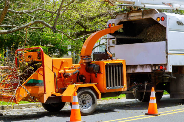 Best Tree Preservation Services  in Burley, WA