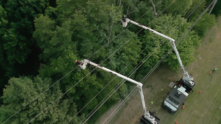 Best Tree Removal  in Burley, WA