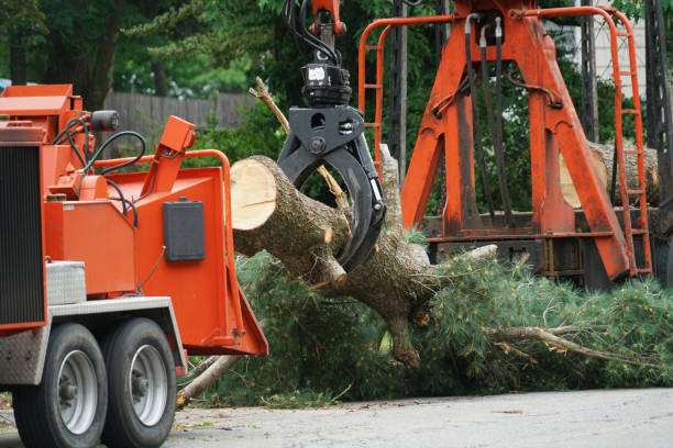 Best Tree Mulching  in Burley, WA