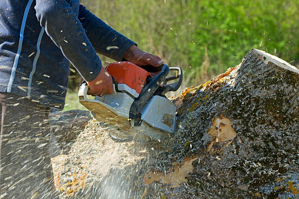 Best Emergency Tree Removal  in Burley, WA