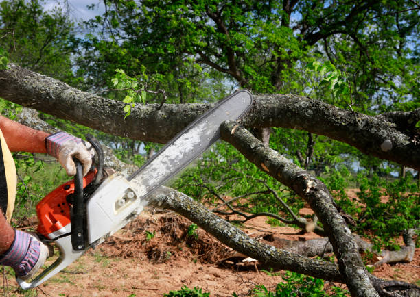 Why Choose Our Tree Removal Services in Burley, WA?